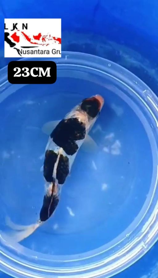 MINION GOROMO BAHAN KEPPING ISTIMEWA LOKASI BOJONEGORO 23cm