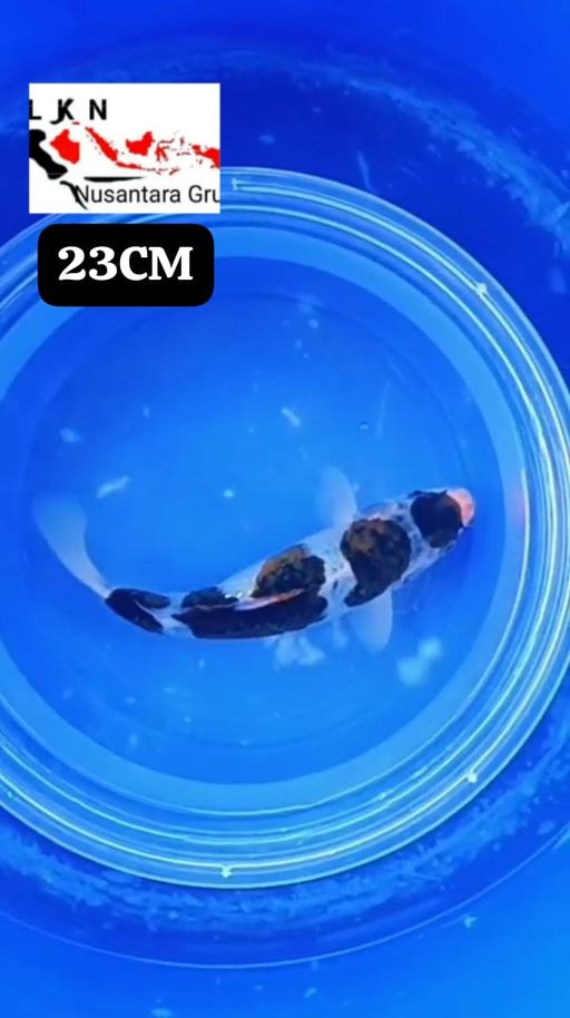 MINION GOROMO BAHAN KEPPING ISTIMEWA LOKASI BOJONEGORO 20cm