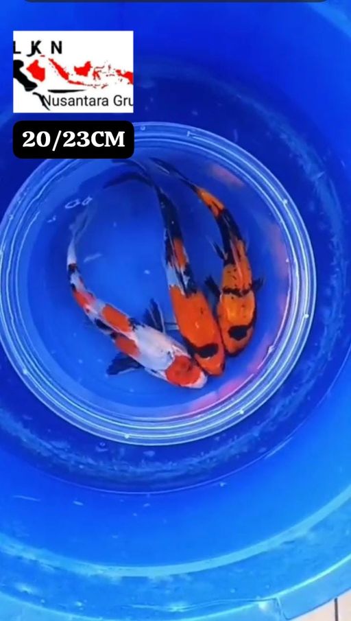 PKT 3 EKOR MINION SHOWA BAHAN KEPPING ISTIMEWA LOKASI BOJONEGORO 2023cm