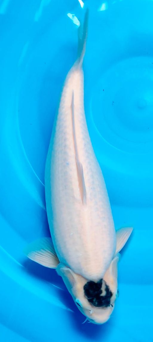 TANCO GOROMO PUNUK 40cm