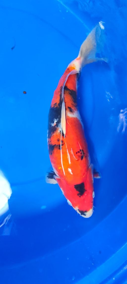 SHOWA MOTOGORO MERAH STRONG BERPUNUK 42cm