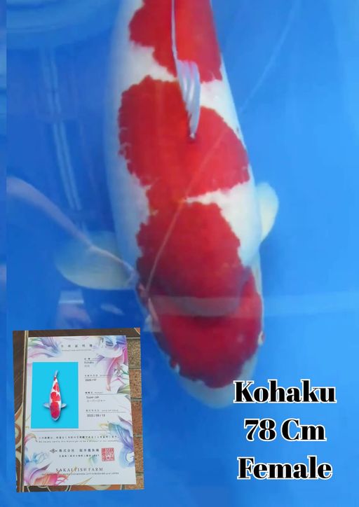 KOHAKU SAKAI FF 78cm