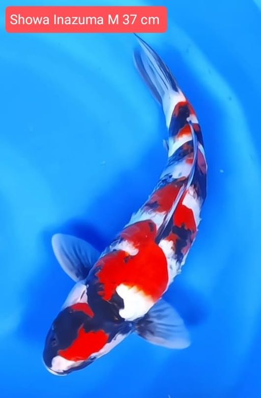 SHOWA INAZUMA MALE 37cm