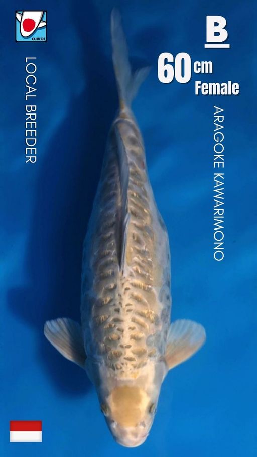ARAGOKE KAWARIMONO UNIQUE CLASS FROM LOCAL BREEDER SIZE 60cm