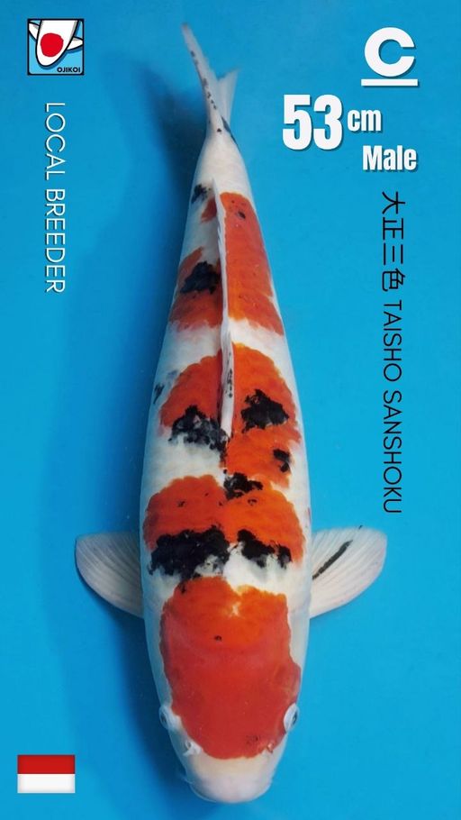 SANKE TSUBOSUMI SUPER QUALITY LOCAL BREEDER SIZE 53cm