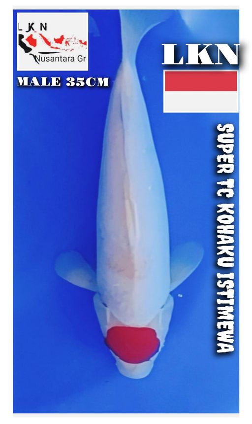 SUPER TC KOHAKU MALE ISTIMEWA CALON BAKAT JUMBO 35cm