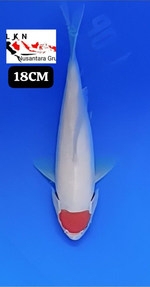 MINION TC KOHAKU ORIGINAL ISTIMEWA 18cm