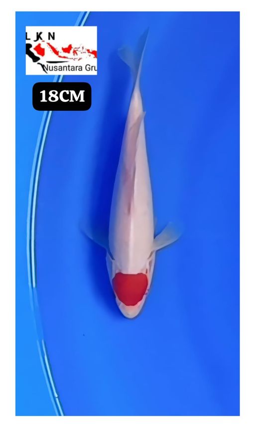 MINION TC KOHAKU ORIGINAL ISTIMEWA 18cm