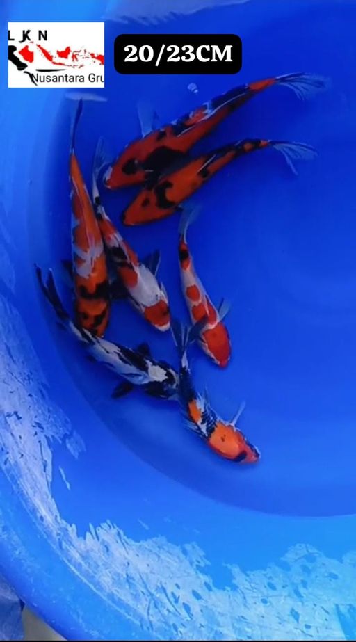 MIX 7 EKOR ISTIMEWA 2023cm