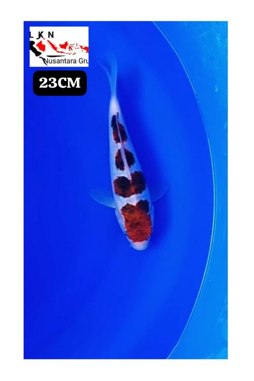 SUPER MINION AIGOROMO BAHAN KEPPING SQ ORIGINAL 23cm