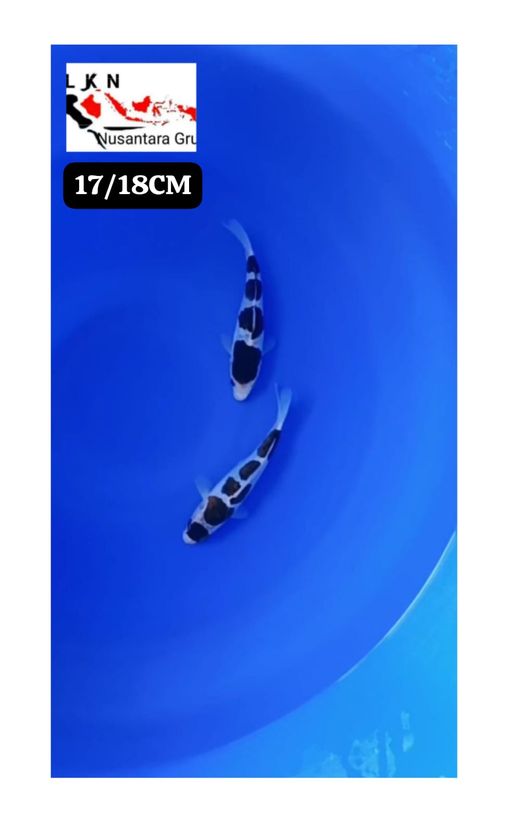 SUPER 2 EKOR GOROMO BAHAN KEPPING SQ ISTIMEWA 1718cm