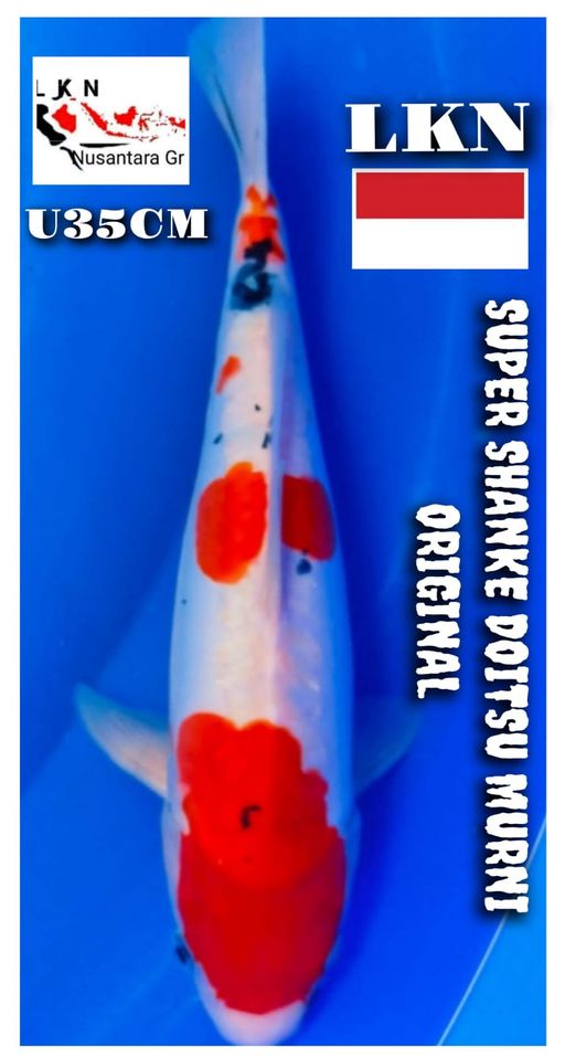 SUPER SHANKE DOIT MURNI ORIGINAL UNCHEK ISTIMEWA 35cm