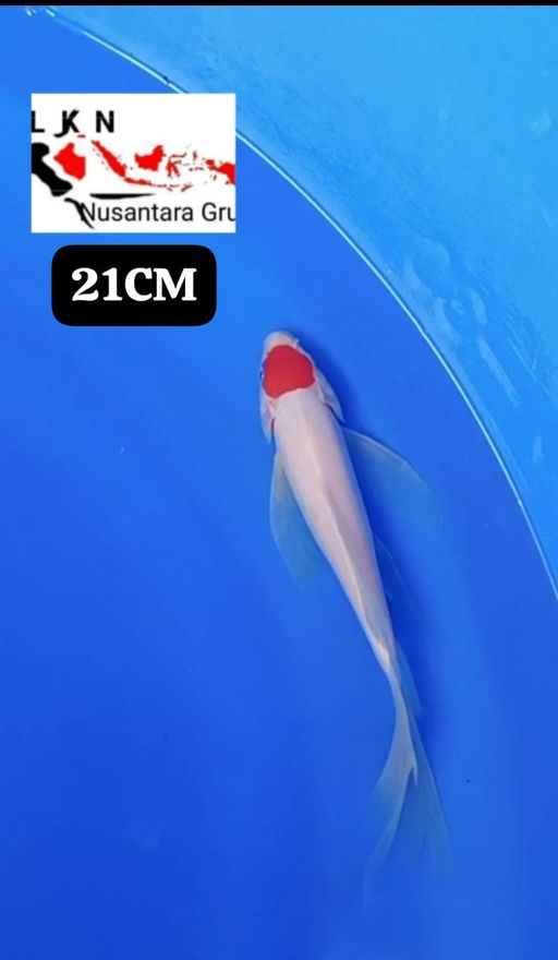 TC KOHAKU SLAYER ORIGINAL 21cm