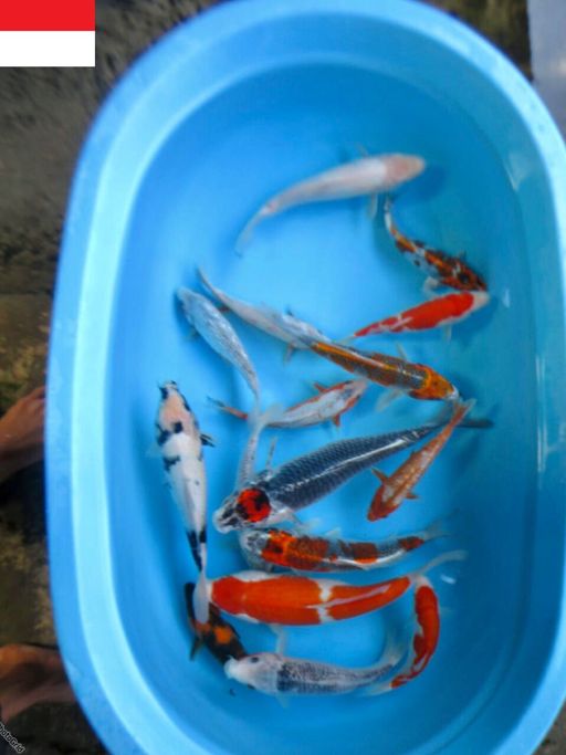 PAKET MIX TANCHO SHIROASAGI 15EKOR 25BU37cm