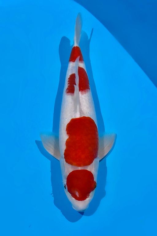 KOHAKU AKF BLOODLINE 42cm