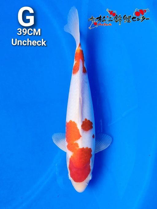 KOHAKU MATSUE KOI FARM 39cm