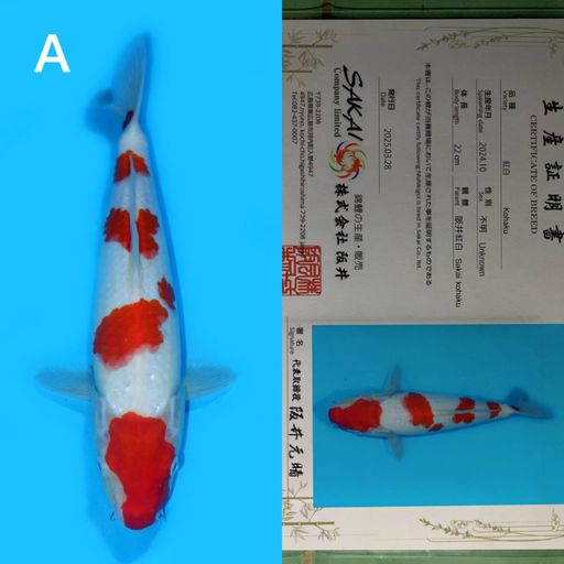 IMPORT SAKAI KOHAKU SERTIFICATE 33cm