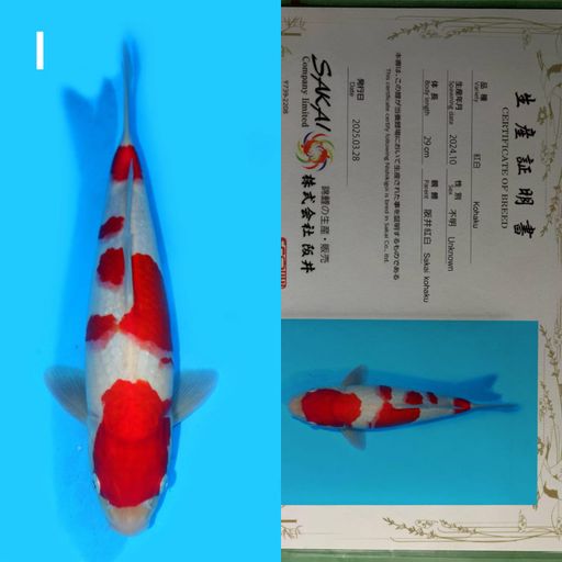 IMPORT SAKAI KOHAKU SERTIFICATE 38cm