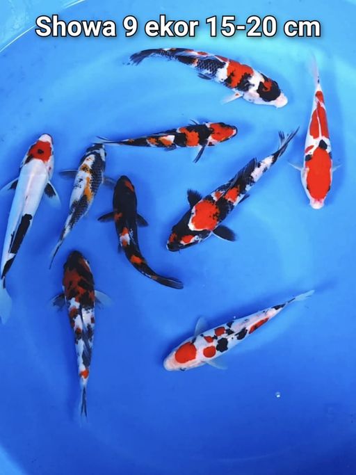 PAKET 9 EKOR SHOWA 15 SD 20cm