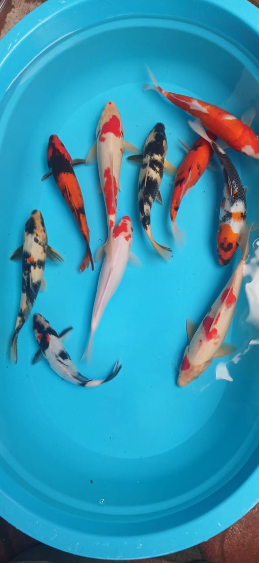 PAKET MIX 10 EKOR 2328cm