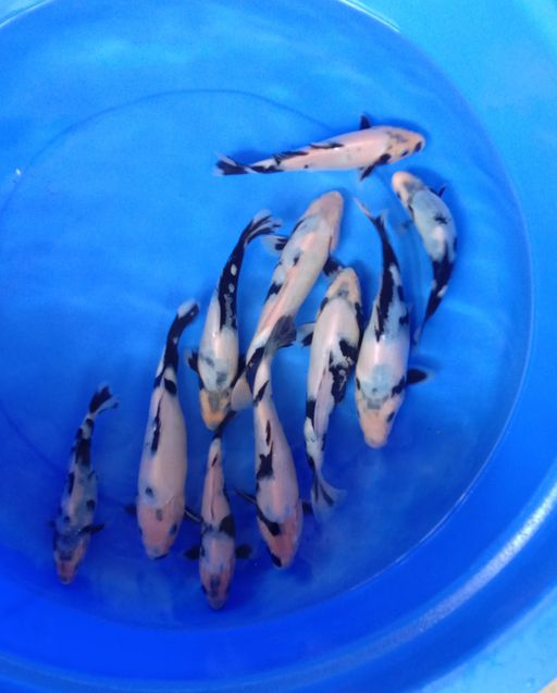 PAKET SHIRO BAHAN KEEPING 10 EKOR 18 24cm