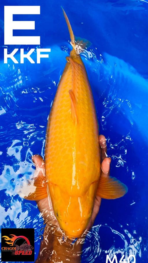 JANTAN BODI BETINA BREEDER KHUSNUL 40cm