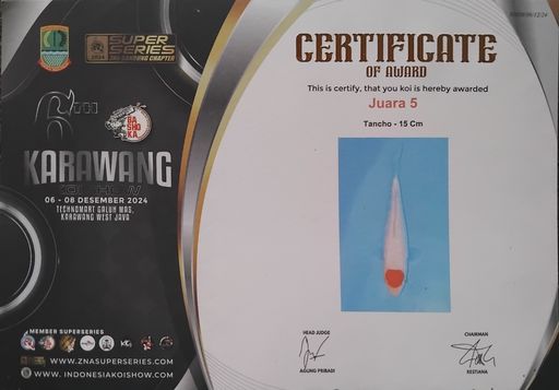 TANCHO KOHAKU GINRIN SQ 25cm