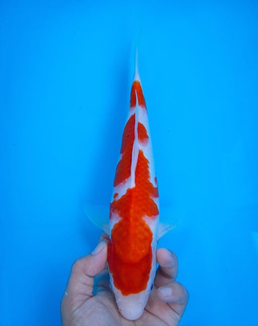 KOHAKU 25cm
