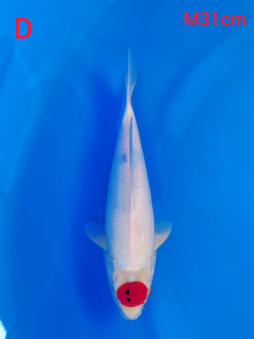 TC SHOWA TATEGOI 31cm