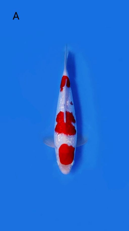 KOHAKU GINRIN SQ MERAHNYA STRONG MALE 30cm
