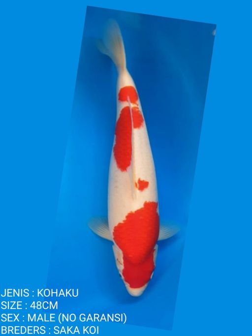 KOHAKU STRONG BODYBULKY BERPUNUK 48cm