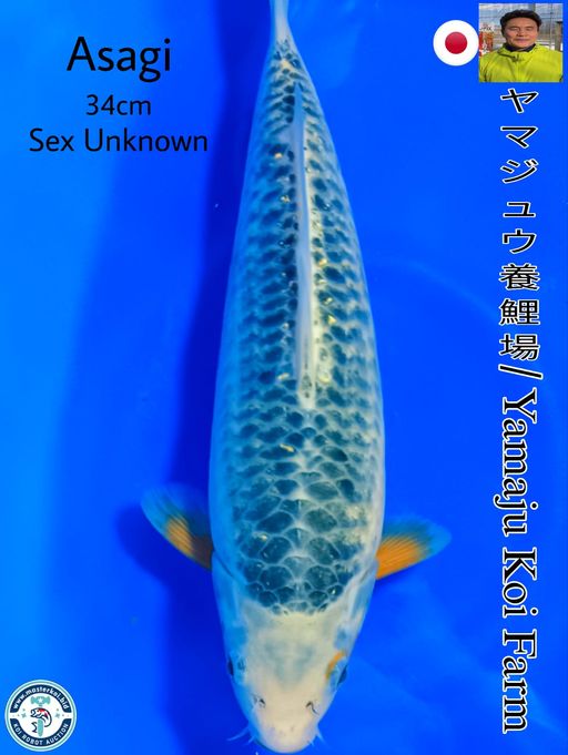 SUPERB QUALITY ASAGI IMPORT FROM YAMAJU KOI FARM 34cm