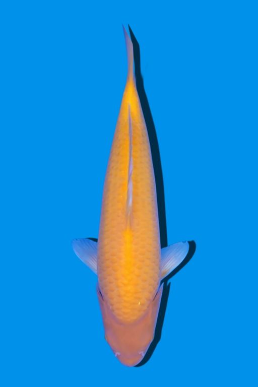 KARASHI MAJESTIC KOI FARM 35cm