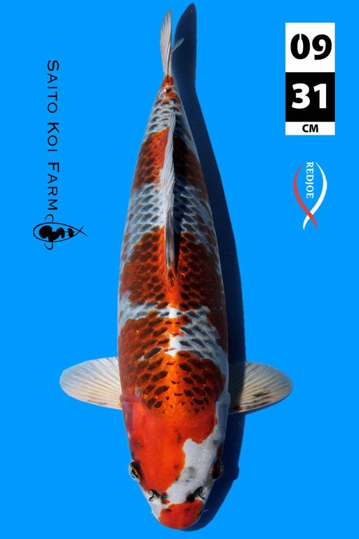 KC JUMBO TOSAI KUJAKU SAITO KOI FARM JAPAN DOB2024 31cm