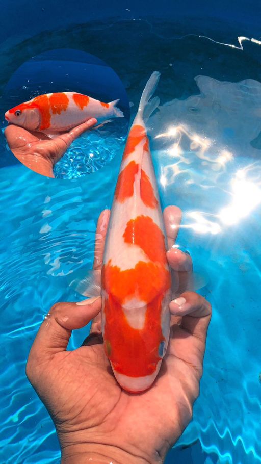 KOHAKU AKF 27cm
