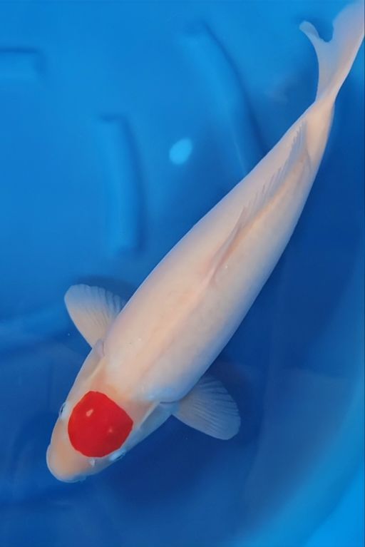 TANCHO KOHAKU SISIK PUTIH BERSIH 57cm