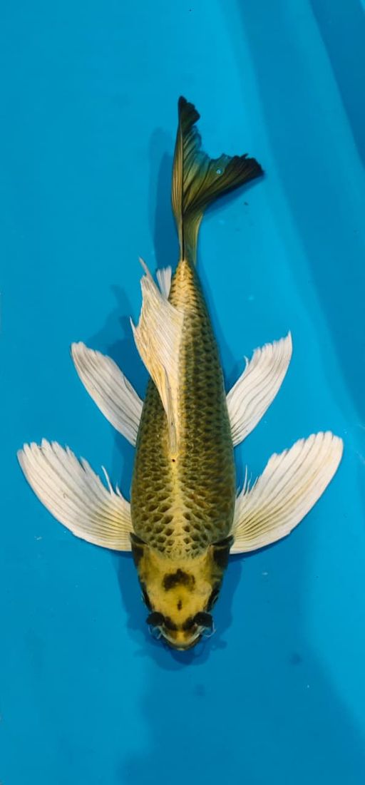 KUMPAY MUKASI GOLD HQ 43cm