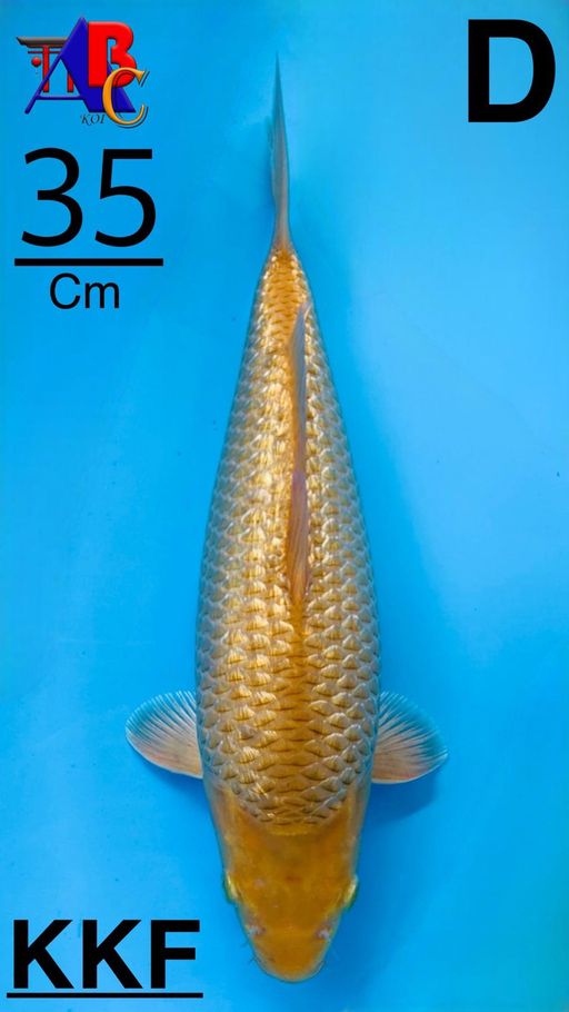 GINRIN KARAMEL WARNA MUDA LOKAL BREEDER BY KKFBULKY CALON BAGUS 35cm