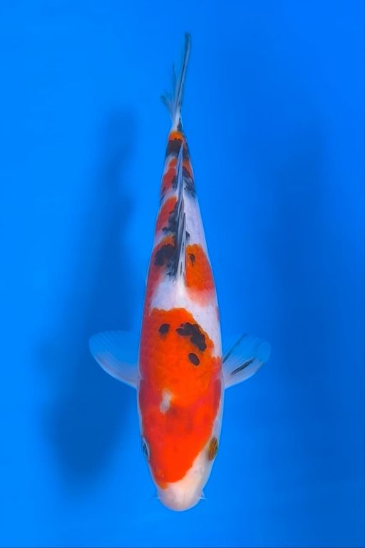 SANKE YAMAGUCHI KOI FARM 22cm