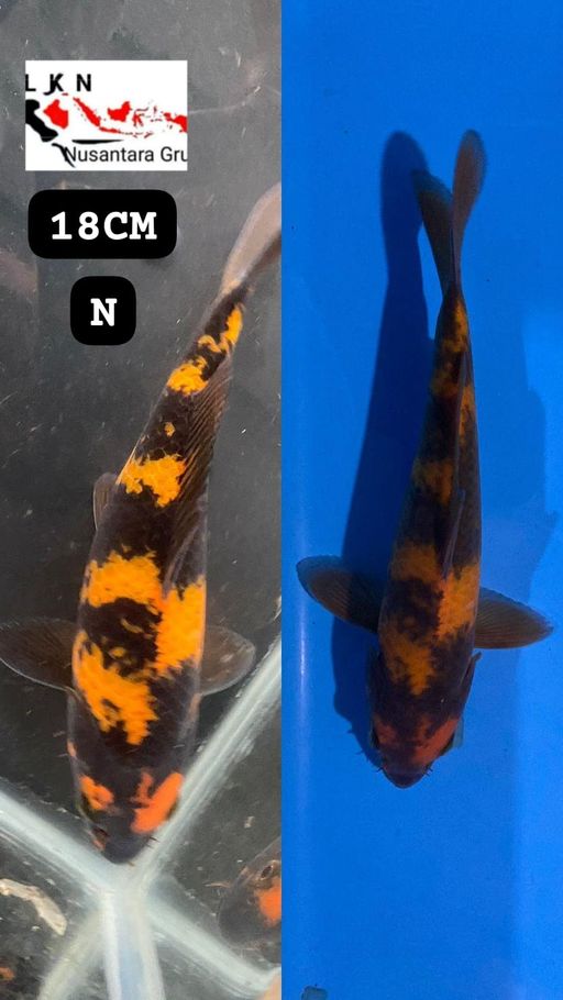 HIU SQ SHOW QUALITY IKAN TITIPAN LOKSA KARAWANG 18cm