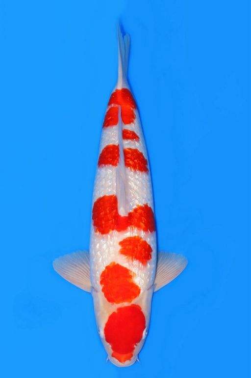 KOHAKU GINRIN MARUYAMA CALON JUMBO TOSSAI 50cm
