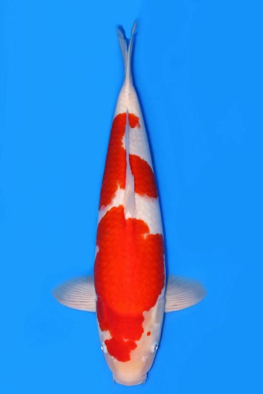 KOHAKU MARUYAMA CALON JUMBO TOSSAI 50cm