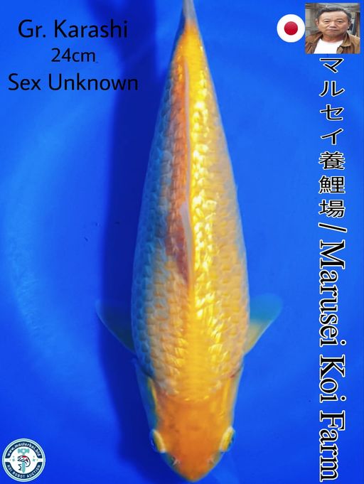 SUPERB QUALITY GINRIN KARASHI IMPORT FROM MARUSEI KOI FARM 24cm