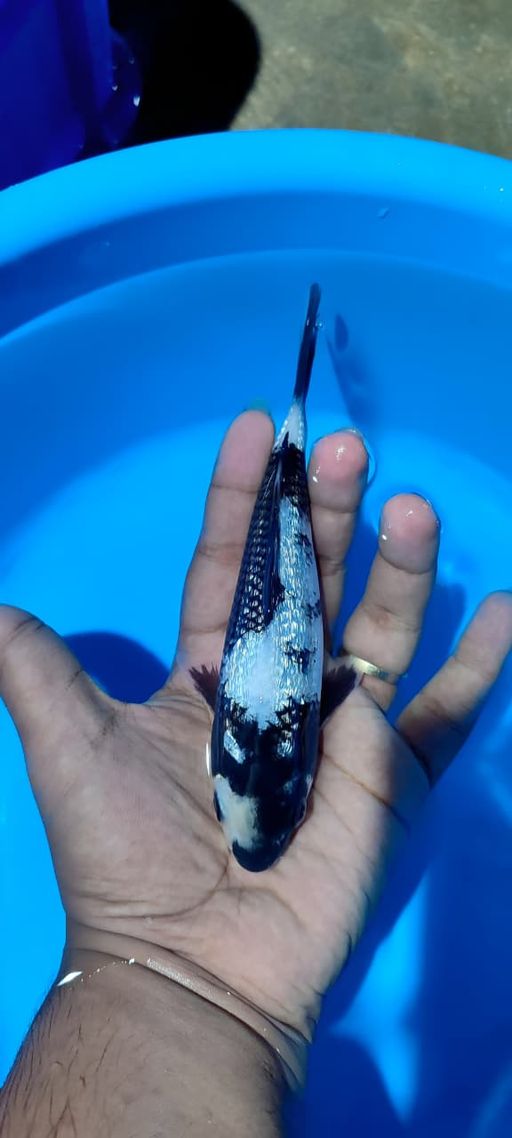 SHIRO GINRIN HQ 18cm