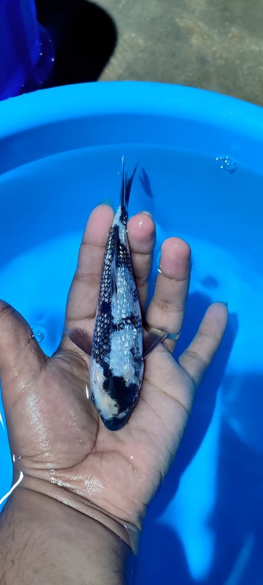 SHIRO GINRIN HQ 15cm