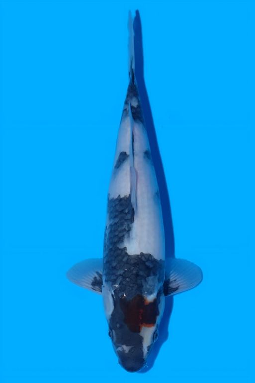 TANCHO SHOWA ISA KOI FARM 33cm