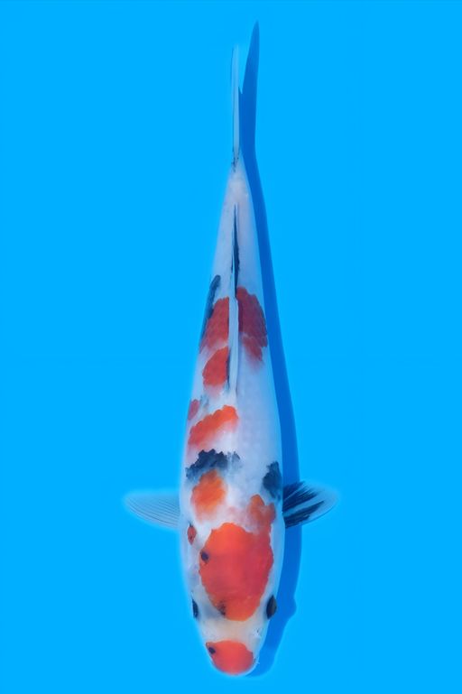 SHOWA ISA KOI FARM 24cm