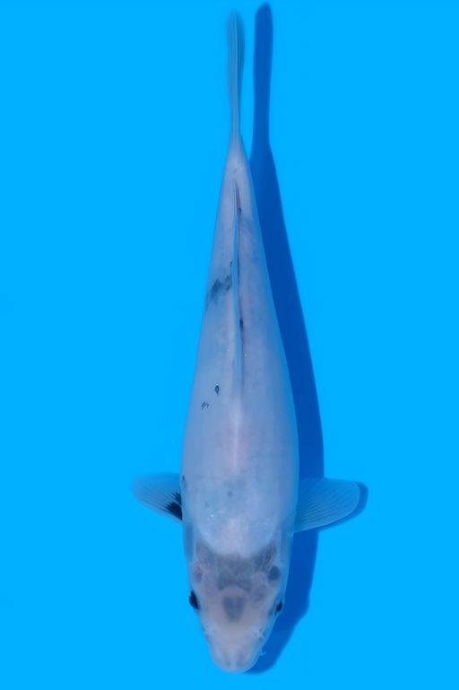 SHIRO OMOSAKO KOI FARM 24cm