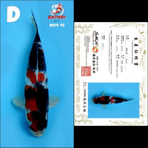 M04 SHOWA SUPER SAKAI 27cm