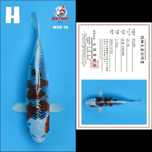 M08 KUJAKU MARUSEI 21cm